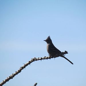 Phainopepla female (wild)