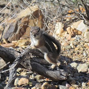 Harris Antelope Squirrel (wild)