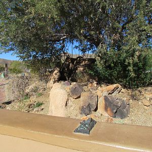 Lizard Enclosure at Entrance