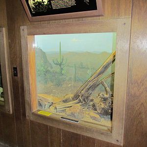 Reptile Hall - Western Diamondback Rattlesnake Exhibit