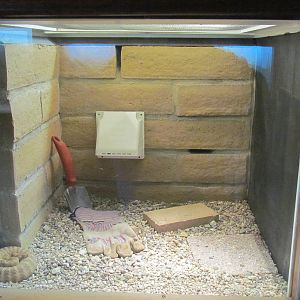 Reptile Hall - Sidewinder Exhibit