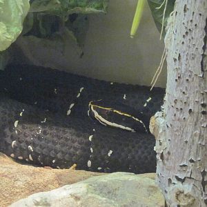 Reptile Hall - Cantil