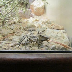 Invertebrate Hall - Wolf Spider