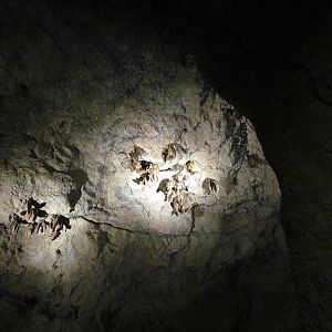 Earth Science Center - Artificial Bat Display