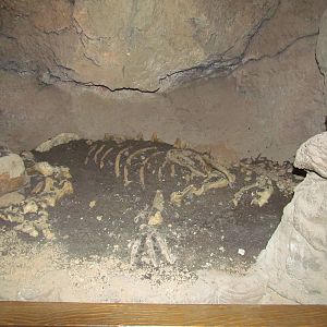 Earth Science Center - Ground Sloth Fossil Display
