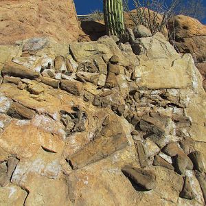 Ancient Arizona - Sonorasaurus Fossil Display
