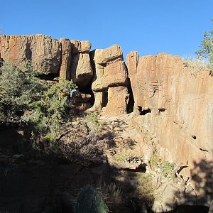 Mountain Woodlands - Mountain Lion Exhibit