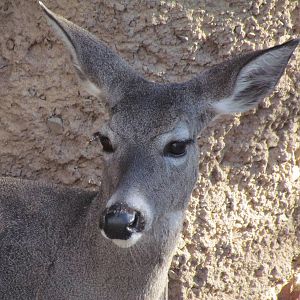 Mountain Woodlands - Coue's White-tailed Deer