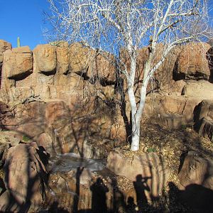 Mountain Woodlands - American Black Bear Exhibit