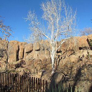Mountain Woodlands - American Black Bear Exhibit