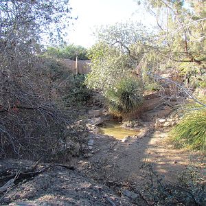 Mountain Woodlands - Coue's White-tailed Deer and Wild Turkey Exhibit