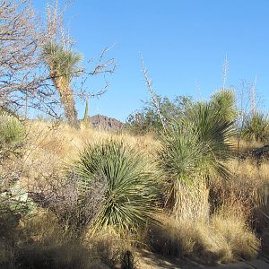 Desert Grasslands - Scenery