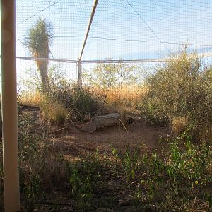 Desert Grasslands - Burrowing Owl Exhibit