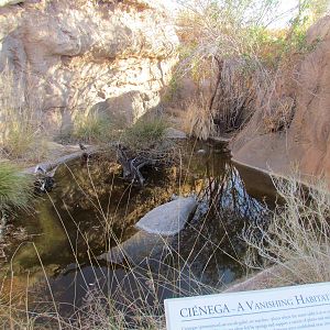 Desert Grasslands - Cienega