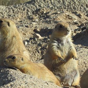 Desert Grasslands - Black-tailed Prairie Dog