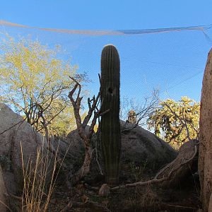 Life on the Rocks - Elf Owl Exhibit