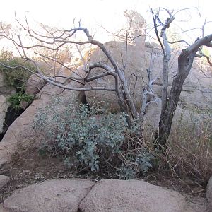 Life on the Rocks - Mixed Species Exhibit