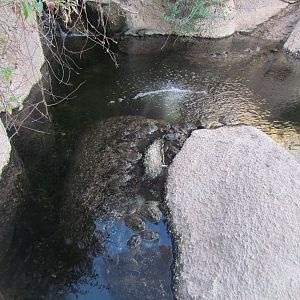 Life on the Rocks - Lowland Leopard Frogs