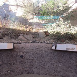 Life on the Rocks - Hog-nosed Skunk Exhibit