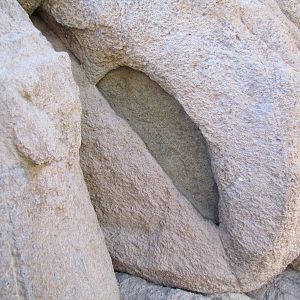 Life on the Rocks - Bark Scorpion Exhibit