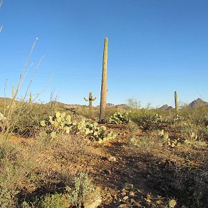 Desert Loop Trail - Coyote Exhibit