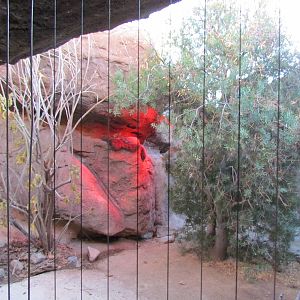 Cat Canyon - Gray Fox Exhibit