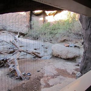 Cat Canyon - Bobcat Exhibit