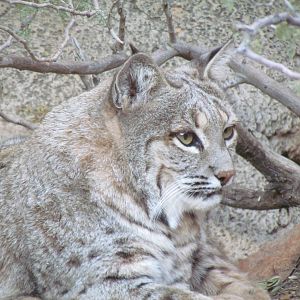 Cat Canyon - Bobcat
