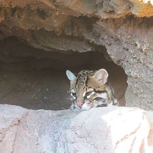 Cat Canyon - Ocelot Exhibit