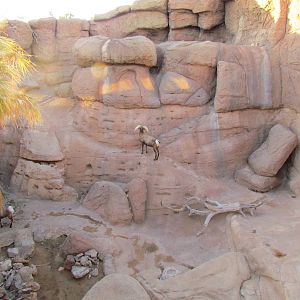 Riparian Corridor - Desert Bighorn Sheep Exhibit