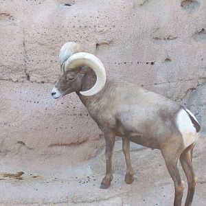 Riparian Corridor - Desert Bighorn Sheep