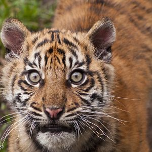Sumatran Tiger Cub Portrait