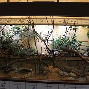 ZOO Antwerpen - Bird House (Honeyeater exhibit)