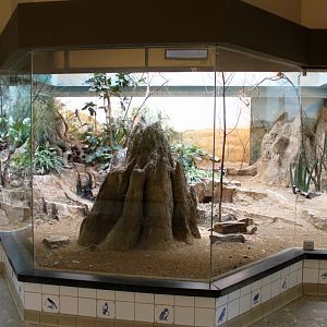 ZOO Antwerpen - Bird House (Africa exhibit)