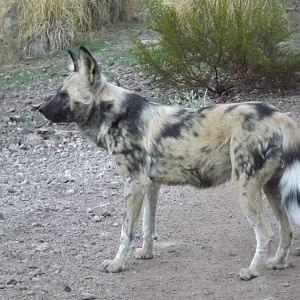 African Wild Dog