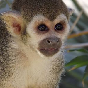 Squirrel Monkey in Monkey Village