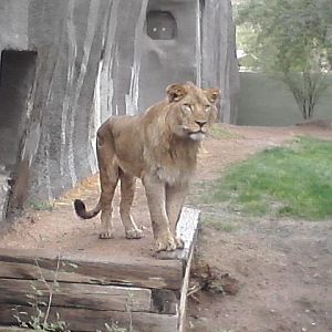 Kitambi, the new male African Lion