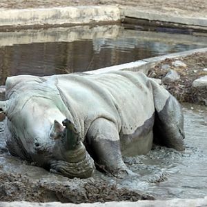 White Rhinoceros