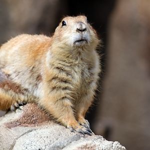 Black-tailed Prairie Dog