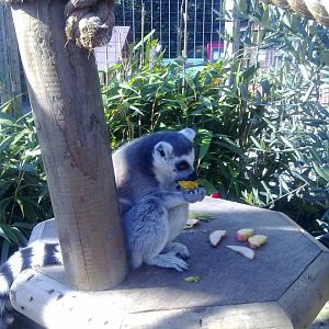 ringtailed lemur