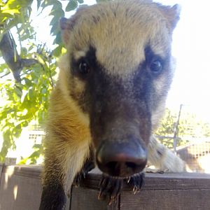 coati