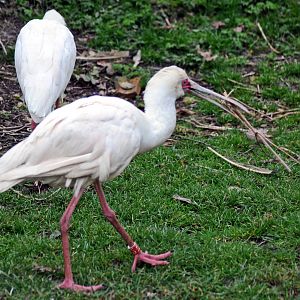 African Spoonbill