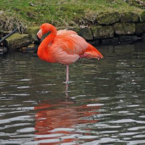 Caribbean Flamingo