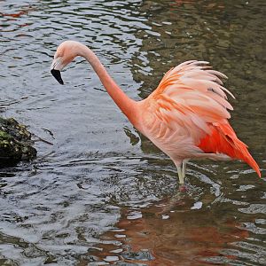 Chilean Flamingo