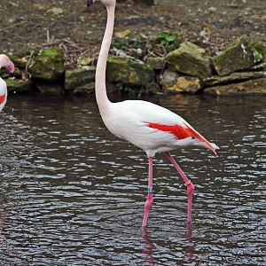 Greater Flamingo