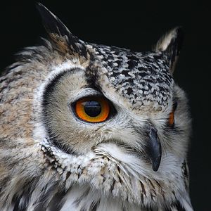 Bengal Eagle Owl at Reaseheath - 3/3/12