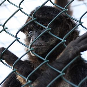 Spider Monkey at Reaseheath - 3/3/12
