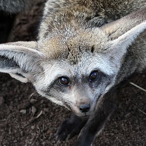 Bat Eared Fox at Reaseheath - 3/3/12