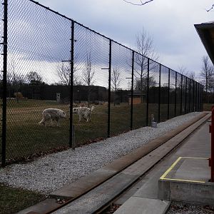 Temporary grey wolf yard (African Wild dog yard)