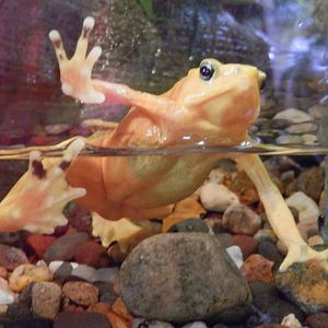 Golden frog